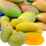 NORTH INDIAN MANGOES